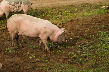 pink pigs outdoor, animals closeup