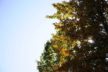 tree and blue sky