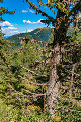 Beautiful alpine view at the famous Planai Alm, Schladming, Steiermark, Austria