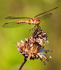 Macro of a beautiful dragonfly on a branch