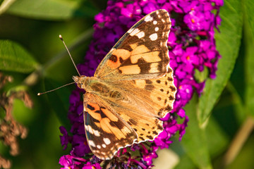 Macro of a beautiful cosmopolitan butterfly on a flower