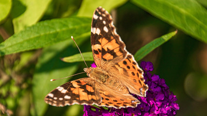 Macro of a beautiful cosmopolitan butterfly on a flower
