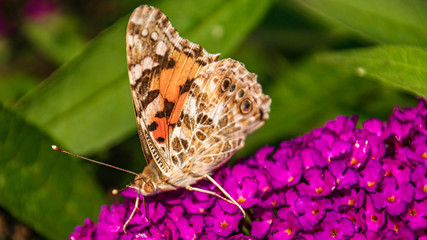 Macro of a beautiful cosmopolitan butterfly on a flower