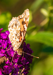 Macro of a beautiful cosmopolitan butterfly on a flower