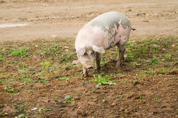 pink pig outdoor, animals closeup