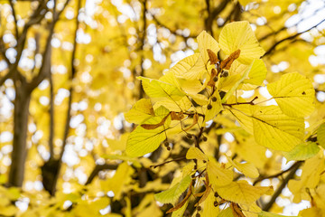 a Linden tree with yellow autumn leaves