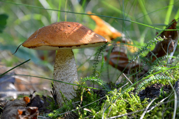 mushroom in the forest  boletus