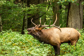 Male Elk Bugling During Rut