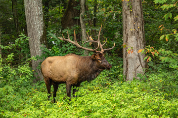 Naklejka na ściany i meble Male Elk In Forest
