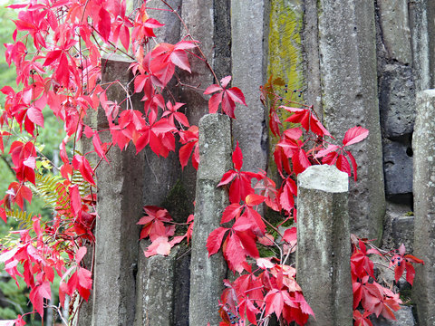 Herbstfarbender Mauerwein