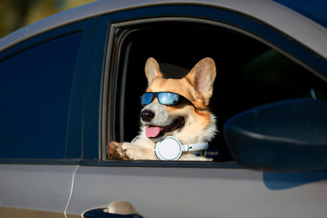  cute trendy red Corgi dog puppy stuck his snout in sunglasses and headphones out the car window and is quite smiling during the road to travel in summer vacation