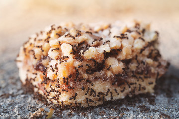 A fallen piece of sweet pastry lies on the ground. A piece of sweet cake on which ants crawl. Lunch for ants, harmful insects.