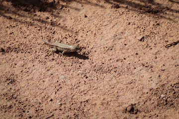 Sagebrush Lizard in Mesa Verde National Park