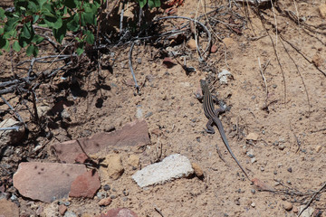 Six-lined Racerunner LIzard at Mesa Verde National Park