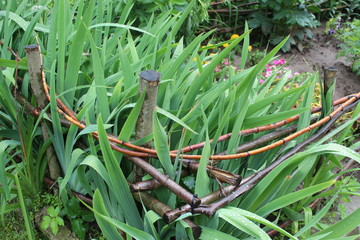 green vegetables in the garden
