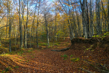 autumn in the forest