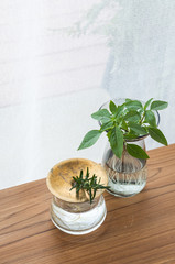 Fragrant herbs in glass vases post on wooden table,copy space, modern elegance home decor.
