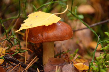  oily mushrooms in the forest