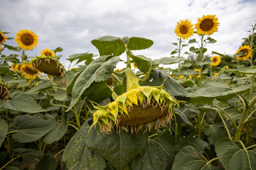 Sunflowers close-up. Field with sunflowers
