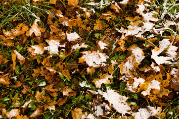 fallen foliage under fresh snow