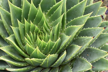 Fototapeta premium aloe vera plant