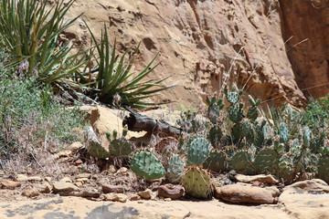 Yucca and Opuntia in Mesa Verde National Park