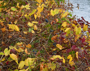 Riverbank Grapes in Autumn Color - Frost Grape Trailing Vine