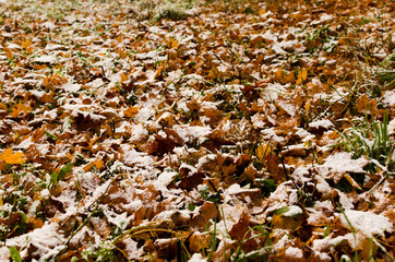 fallen foliage under fresh snow