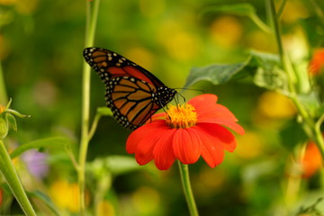 Monarch Butterfly Sitting on a Flower - Danaus Plexippus