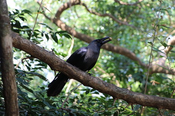 bird on a branch