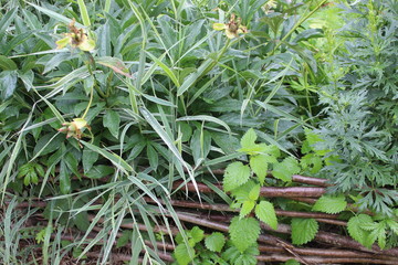 young plants in the garden