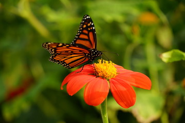 Monarch Butterfly Sitting on a Flower - Danaus Plexippus