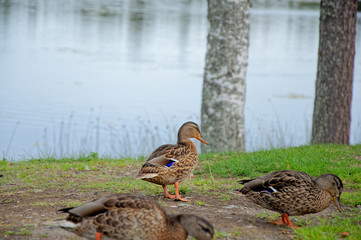 ducks