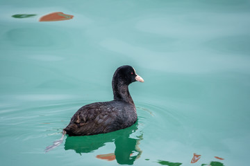 Black duck Eurasian coot Fulica atra is swimming in blue water.