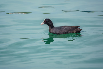 Black duck Eurasian coot Fulica atra is swimming in blue water.
