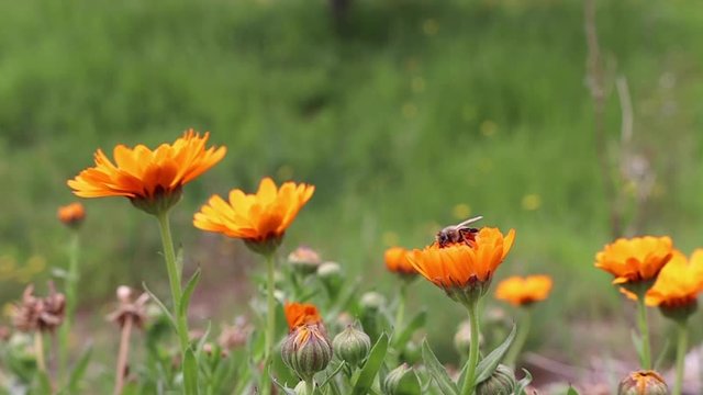 flowers