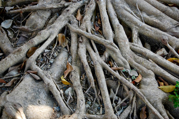 roots