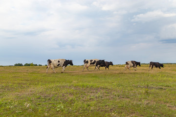 A herd of cows returns in the evening to the farm, across the field
