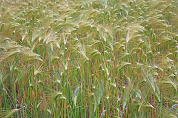 Barley in a field