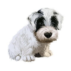 Sealyham Terrier toy god, pet of small size watercolor portrait digital art. Hand drawn domestic animal with long haired coat canine purebred with opened mouth, toy breed small sized muzzle.