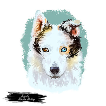 Seppala Siberian Sleddog Sleeping Dog Digital Art. Watercolor Portrait Of Purebred Domestic Animal Laying, Isolated Hand Drawn Doggy