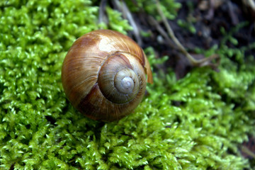 Close up of snail shell on bright moss