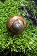 Close up of snail shell on bright moss