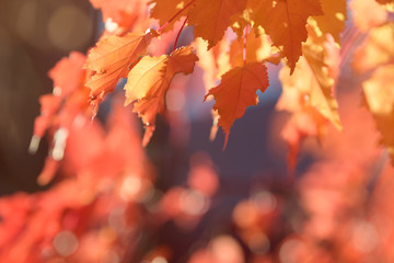 Beautiful colorful leaves in autumn forest. Red, orange, yellow, green and brown autumn leaves. Bush and tree foliage. Seasonal background.