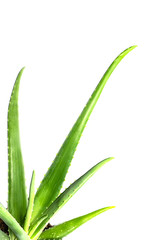 Aloe Vera leaf closeup on white background.
