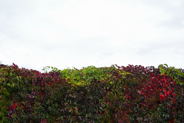 Fototapeta na wymiar Bottom view through multicolored foliage against a cloudy sky.