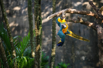 Blue and yellow macaw parrot hanging upside down