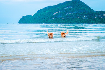 golden retriever dog relaxing, playing in the sea for retirement or retired