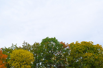 View through the beautiful green foliage of trees.