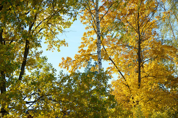 Beautiful colorful leaves in autumn forest. Red, orange, yellow, green and brown autumn leaves. Maple foliage. Seasonal background.